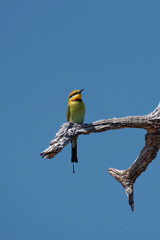 彩虹食蜂鸟(Merops ornatus)